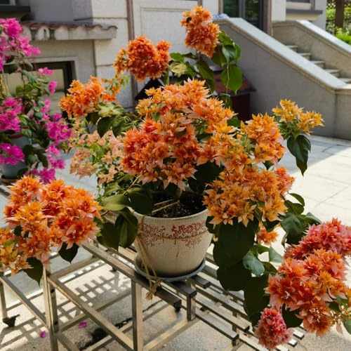 bouganvillea, perforatore - arbusti a crescita di selvatici esotici decorative, viti, rampicanti primaverili, resistenti in vaso 100semi
