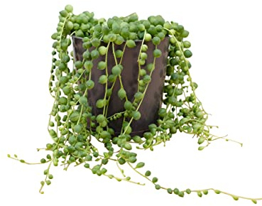 PLNTS - Senecio Rowleyanus - Zimmerpflanzen, Pflanzen Echt, Nachhaltige Verpackung - 12cm Topf - Höhe 20cm - Direkt von der Gärtnerei