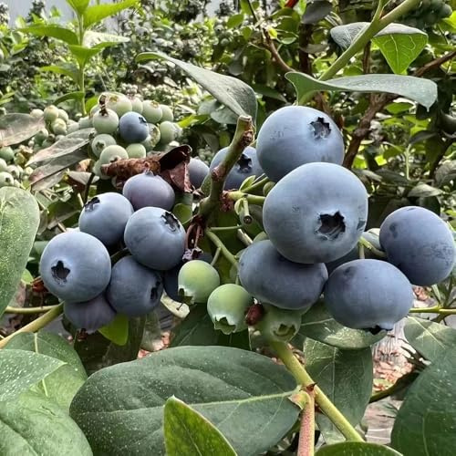 semillas resistentes de arándanos zapote, resistentes en arándanos silvestres columnares jardín balcón 100pcs