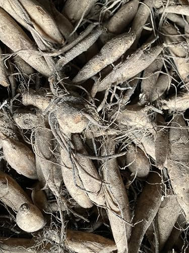 Dahlia 'Myrtle's Folly' semi-Cactus Flowered - 2 tubers -