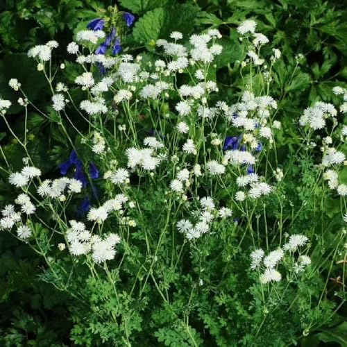 Thalictrum aquilegifolium - frühlingsblumen blumenbeet 50samen
