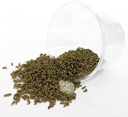 Symton Small Feeding Grade Black Soldier Fly Larvae (2000ct)