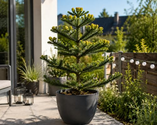 Chilenische Schmucktanne 20–25 cm – Araucaria araucana – Andentanne Affenbaum – winterhart, immergrün, exotische Gartenpflanze im Topf