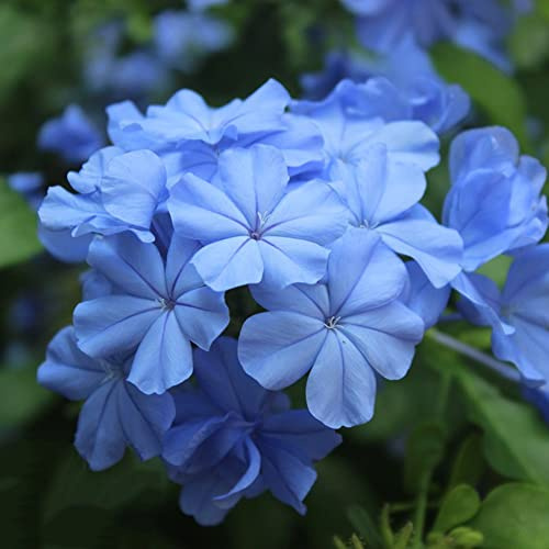 bodendecker phlox winterhart - balkon stauden 120samen