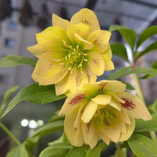 christrosen winterhart bonsai zimmerpflanze Helleborus thibetanus indoor garden exotische topf schattenpflanzen garten heilpflanzen blumensamen 500samen