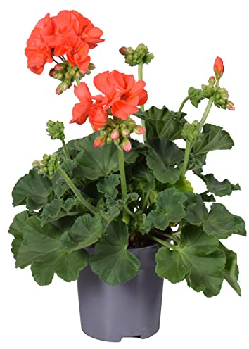 Geranio Naranja - Flor Natural - Planta para Terraza y Jardín - Geranio con Flores Anaranjadas