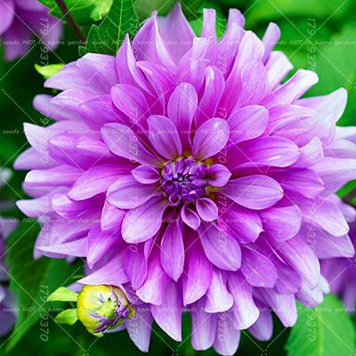 50 pezzi Rari semi dalia Semi cinesi fleur splendide balcon terrasse de jardin pour jardin de maison 10
