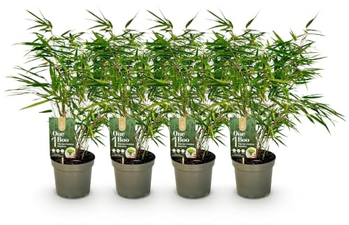 GreenboutiQ - Bambou - Fargesia rufa - Vert - 4 Plantes - Persistant - Non envahissant - Pot 17cm Hauteur 60cm