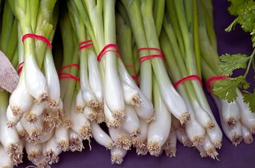 Oignon Blanc de Lisbonne - Allium,Oignon nouveau 200 graines, herbe