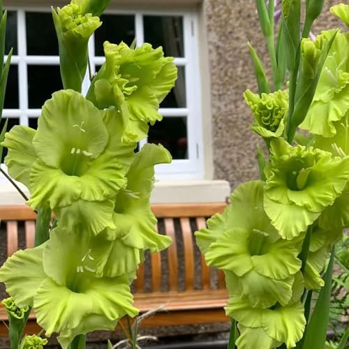 gladiolen - garten frühlingsblüher frühlingsblumen winterharte stauden blumenzwiebel zimmerpflanze balkonpflanzen büropflanzen topfpflanzen draußen 16zwiebeln