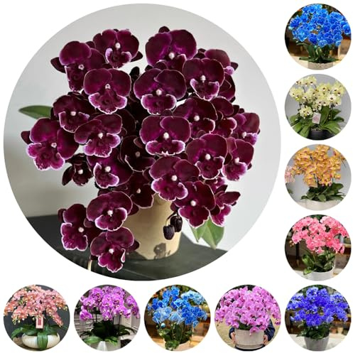 semillas de phalaenopsis - orquídeas para decorar la sala estar para el jardín del balcón elevadas 250pcs