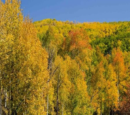 70 pièces de graines de tremble