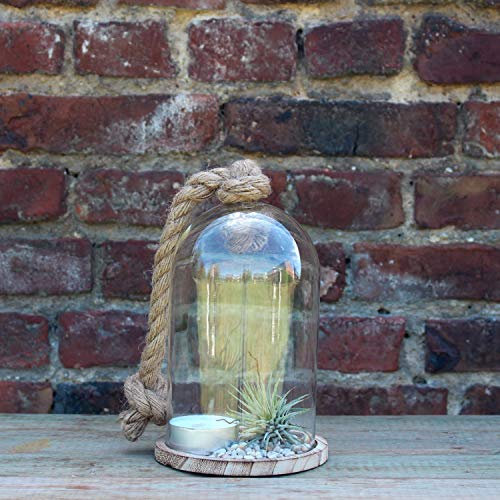 Glocke mit Holzteller 23,5cm H, Windlicht, Kerzenhalter, Gartendeko, Deko