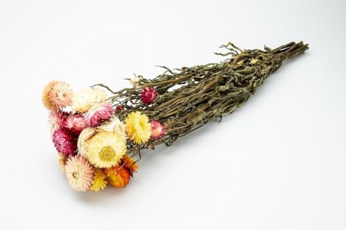 NaDeco Helichrysum Mix im Bund, Länge ca. 50cm, Länge ca. 50cm getrocknete Strohblume Boho Deko Trockenblumen Blaue Trockenblumen Trockenstrauß getrockneter Blumenstrauß