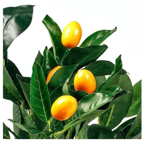 Kumquat Árbol Frutal - Citrus Japonica - Ideal para el Patio del Hogar
