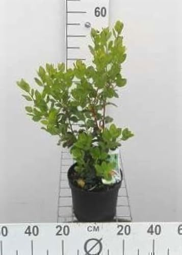 Arbutus unedo - Erdbeerbaum 30-40 cm Container