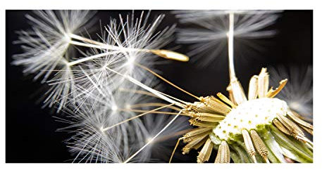 Tulup Leinwandbild - Wandkunst - Drucke auf Leinwand - Leinwanddruck -100x50 cm - Blumen & Pflanzen - Schwarz - Pusteblume