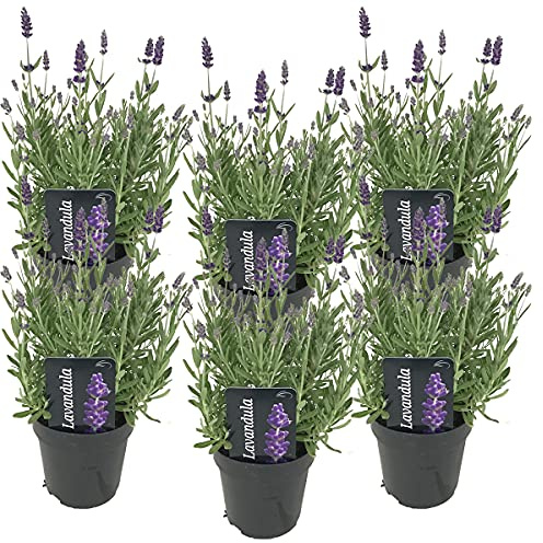Bloomique - Lot de 6 - Lavandula Angustifolia - Plante de lavande - Plantes de jardin - Résistante au gel - 20-25 cm de haut - Pot 12 cm