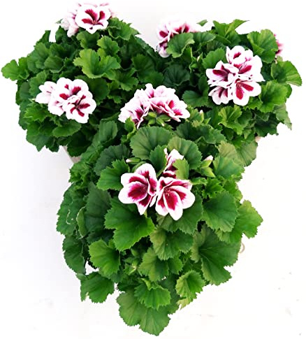 POWERS TO FLOWERS - GERANIO IMPERIALE, PELARGONIUM GRANDIFLORUM, 3 PIANTE, BIANCO CON OCCHIO, VASO 16CM DIAMETRO, piante vere