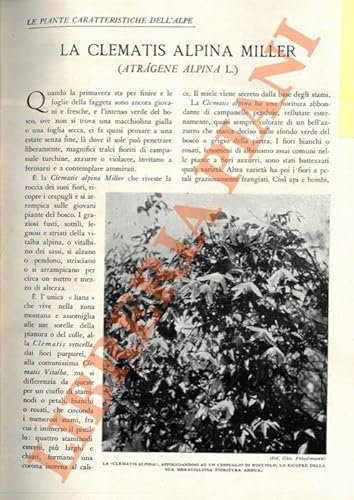 La Clematis Alpina Miller (Atragene alpina L.).