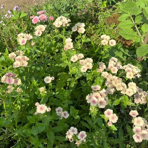 semillas Phlox de alfombra - flox subulata trepadora de oficina decorativa de interior exóticas primavera flox alfombra jardín interior decoraciones jardín para exteriores cama 250pcs