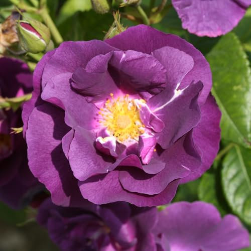 YouGarden Rose 'Rhapsody in Blue', Established Plant in 3L Pot, Ready to Plant