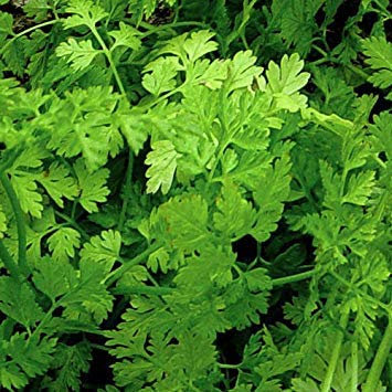 Potseed - Semi Cerfoglio Arricciato