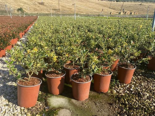 Ilex Aquifolium “Argentea Marginata” (Agrifoglio variegato) [Vaso Ø19cm]