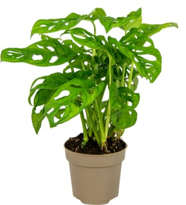 Planta de Adán Natural Monstera de Interior con Belleza Natural y Mantenimiento Sencillo
