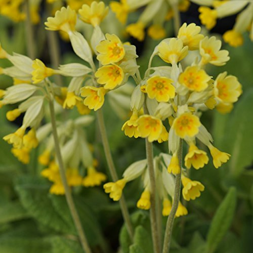 Blumixx Stauden Primula veris – Echte Schlüsselblume, goldgelb blühend, winterhart & mehrjährig, ideal für naturnahe Gärten, im 0,5 Liter Topf