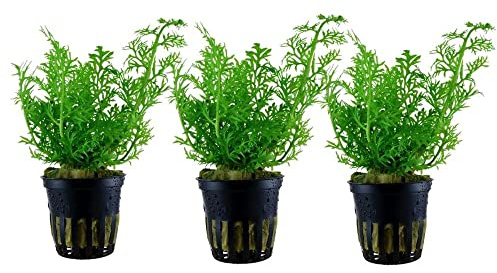 AquaOne Aquarium Pflanze 3 Stück Ceratopteris thalictroides Wasserpflanze | Stängelpflanze voll durchwurzelt einfach pflegeleicht Aquascaping Dekoration