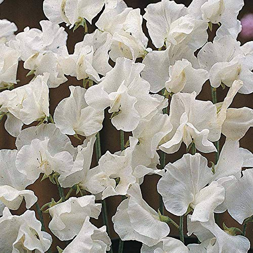 Sweet Pea ‘White Supreme’ (Lathyrus Odoratus) 1 Packet (20 Seeds) by Thompson and Morgan