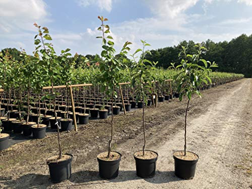 1 Apfelbaum Grahms Jubiläumsapfel 120-150cm im Topf Busch Obstbaum Apfel Baum Obst Malus domestica intensives Aroma & feine Süße – reichtragend Obstbaum