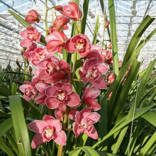 Perenne Rizoma Di Cymbidium Orchid, Resistente All'Inverno, Facile Da Coltivare, Grande Formato, Perfetta Idea Regalo, Facile Da Pulire-8 bulbi-B
