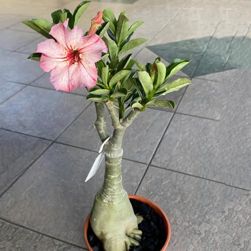 wüstenrosesamen blumenwiese herbstaussaat mehrjährig exotische zimmerpflanzen schnittblumen balkon beet bonsai topf schmetterlingsflieder balkonpflanzen frühling sommerblumen 5samen