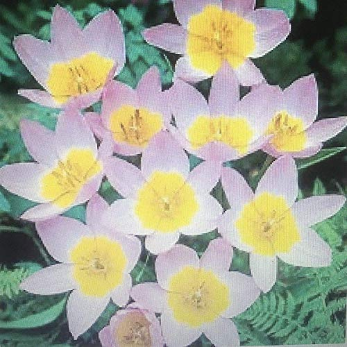 Portal Cool 30 X Nano, Lilac Wonder Speciestulip Bulbi Lilla/Giallo Rockery. Top QualitÃ