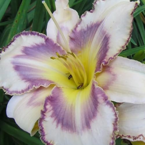 Taglilien, Hemerocallis fulva herbst deko winterharte garten bio balkon blumendeko balkonblumen schnittblumen schattenpflanzen wildblumensamen frühlingsblume winterharte kübelpflanzen 60samen