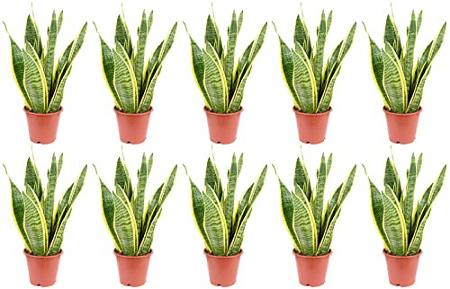 10x Bogenhanf, pflegeleichte Zimmerpflanze, Sansevieria trifasciata Laurentii - Höhe ca. 35 cm, Topf-Ø 12 cm