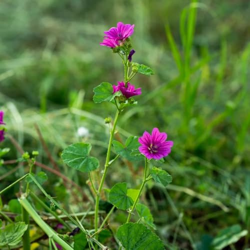 semi di malva, semi di selvatici da balcone autunnali biologici rare da esterno varietà giardino 500pcs