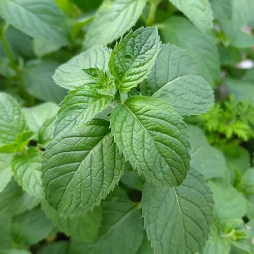 Semillas de menta piperita, menta verde, de cocina semillas de balcón de jardín semillas de silvestres 800pcs