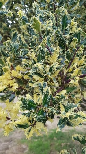 Ilex aquifolium 'Ferox Aurea' / Houx hérisson/Conteneur de 2 à 2.9 litres/Arbuste Persistant