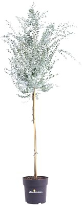 Pianta di Eucalipto Azura Alberello o Eucalyptus Gunnii Azura Alberello pianta ornamentale da esterno pianta vera venduta da eGarden.store (Vaso 24 cm)