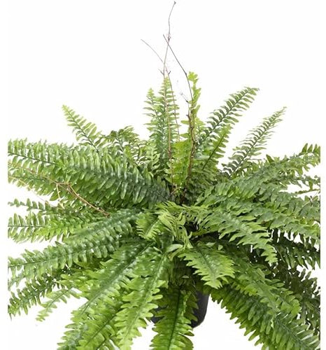 Helecho Planta Natural de Interior con Estilo Colgante