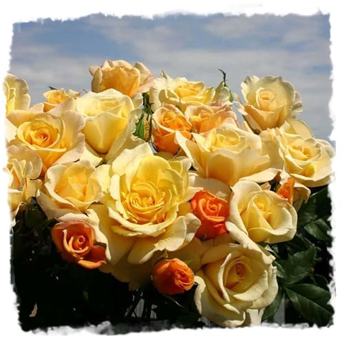 Sunny Sky Rose Hybrid Tea, Fragrant Yellow Flowers Reblooming, Own Root 1.5 Gallon Potted Live Plant, Stargazer Perennials