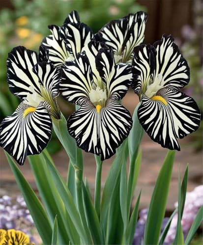 Blumenzwiebel Mix-Winterhart pflanzen,Luftreinigung, Lebende Pflanzen,Mysteriöse magische Glühbirne, Mehrjährige winterhart-3 iris blumenzwiebeln