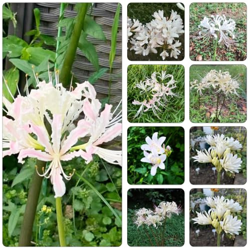 bulbos Lirio araña - Lycoris radiata de primavera Camas elevadas para el jardín decoración bonsái de interior jardín del balcón silvestres balcón 2pcs