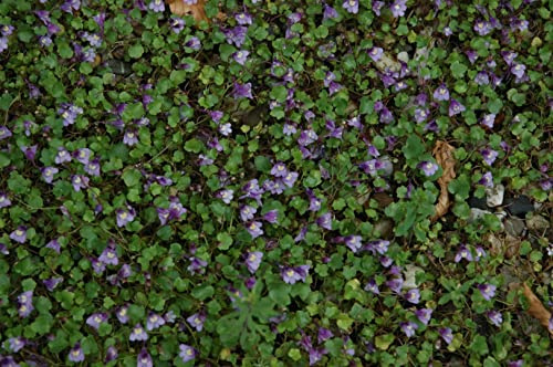 Cymbalaria muralis 9x9 cm Topf – Winterhart, Mehrjährig, Pflegeleicht – Zimbelkraut – Mauerpflanze & Bodendecker für Steingarten und Trockenmauer