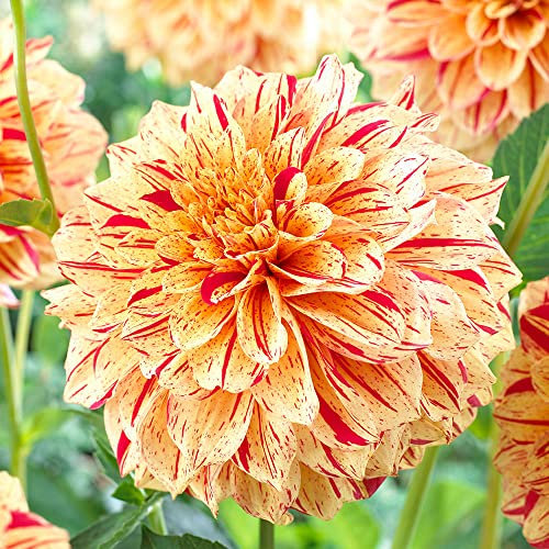 schone 1 x Dahlia Decorative - Adds Colour to Your Landscape – Summer Flowering Bulb – Perennials – for Your Beautiful Garden (1 x Dahlia Decorative Painted Madam), Red