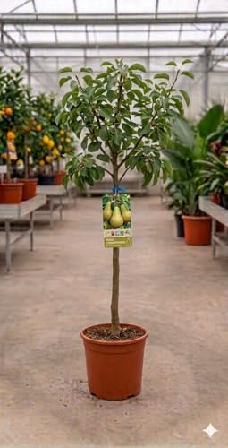 Peral Conferencia (Pyrus communis) 10L – Árbol Frutal Productivo – Peras Dulces y Jugosas