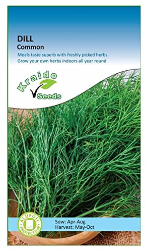 Dill Herb 500 Seeds Anethum Graveolens, Grow Your Own Herb Garden Indoors on a Windowsill or Outdoors in Pots and Containers